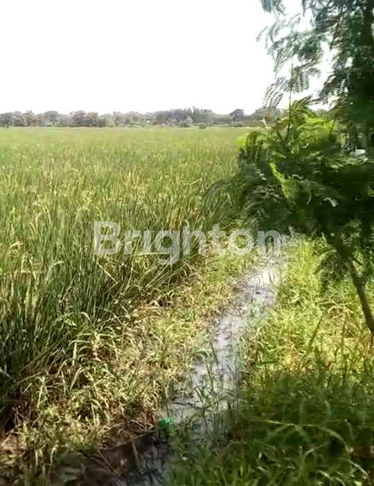 Tanah Dijual Bandar Kedung Mulya Jombang - Eko Wahyudi 085235111122
