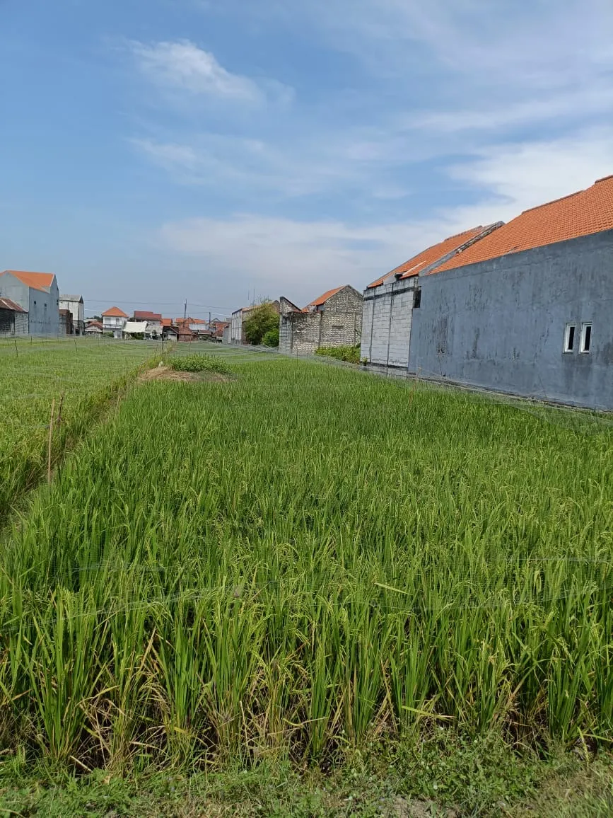 Jual Tanah di CEMANDI SEDATI Sedati Sidoarjo Jawa Timur - Tanahdi cemandi-sedati - ASA INDONESIA 085235111122 - BRIGHTON REAL ESTATE