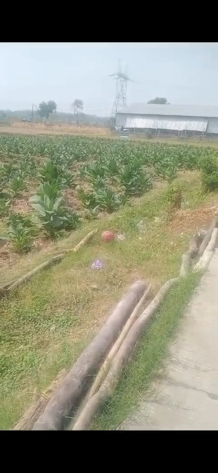 Jual Tanah di DESA GLAGAH BANYULEGI Dawarblandong Mojokerto Jawa Timur - jual tanah sawah - ASA INDONESIA 085235111122 - BRIGHTON REAL ESTATE