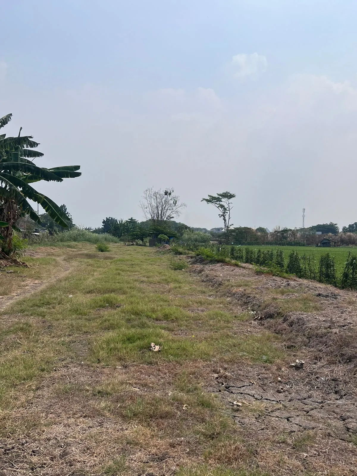 Jual Tanah di GEBANG Sidoarjo Sidoarjo Jawa Timur - Tanah/kavling Gebang Lingkar Timur Sidoarjo - ASA INDONESIA 085235111122 - BRIGHTON REAL ESTATE