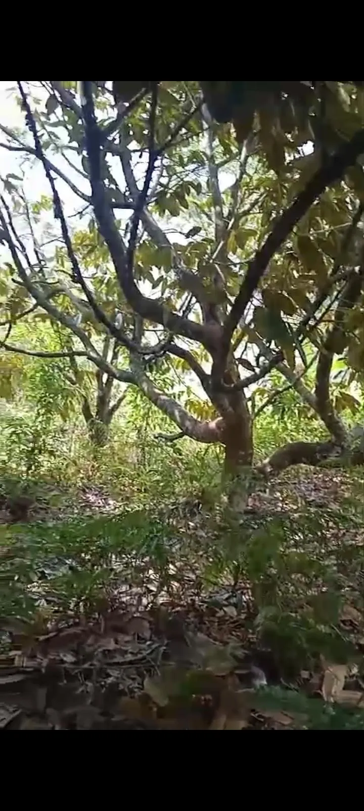 Jual Tanah di MBODAG Kare Madiun Jawa Timur - KARE - ASA INDONESIA 085235111122 - BRIGHTON REAL ESTATE