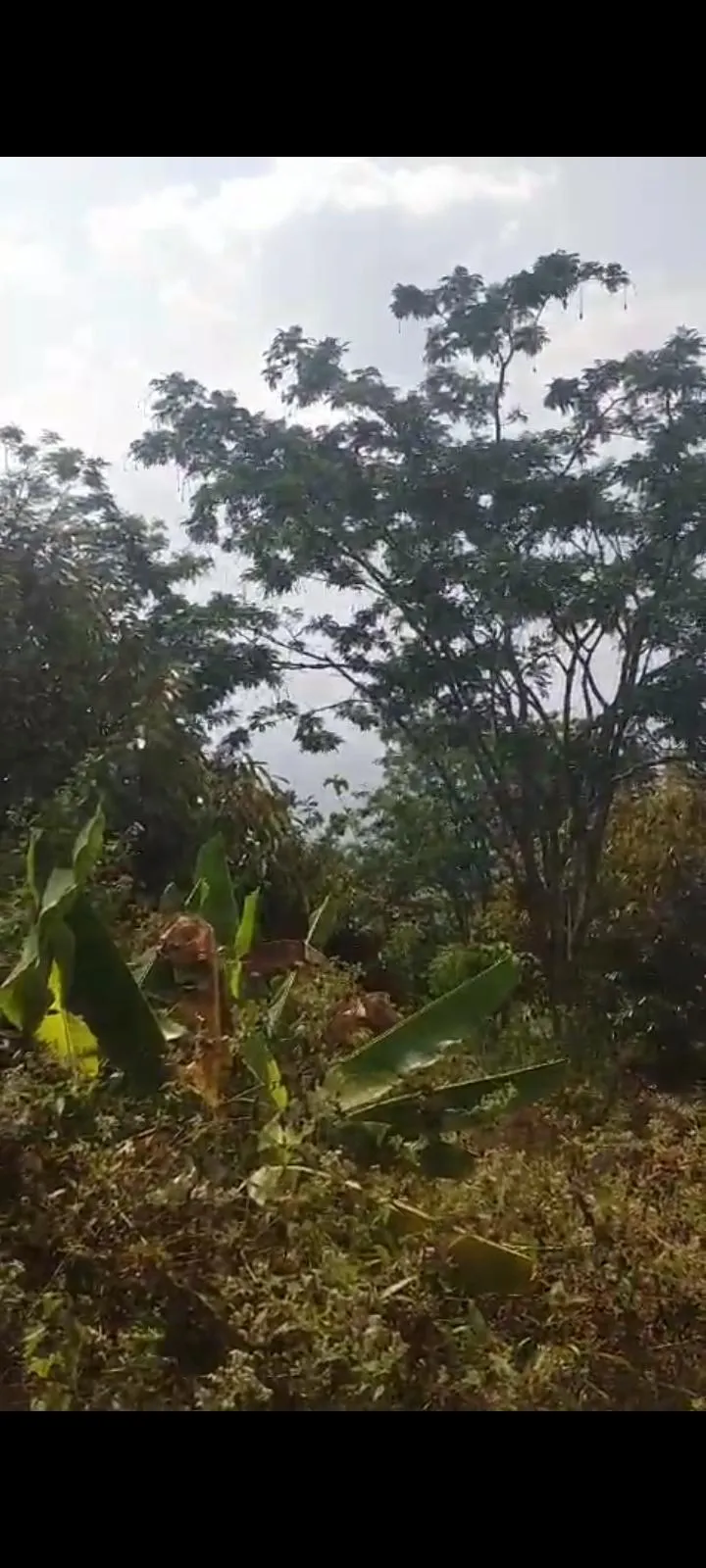 Jual Tanah di MBODAG Kare Madiun Jawa Timur - KARE - ASA INDONESIA 085235111122 - BRIGHTON REAL ESTATE