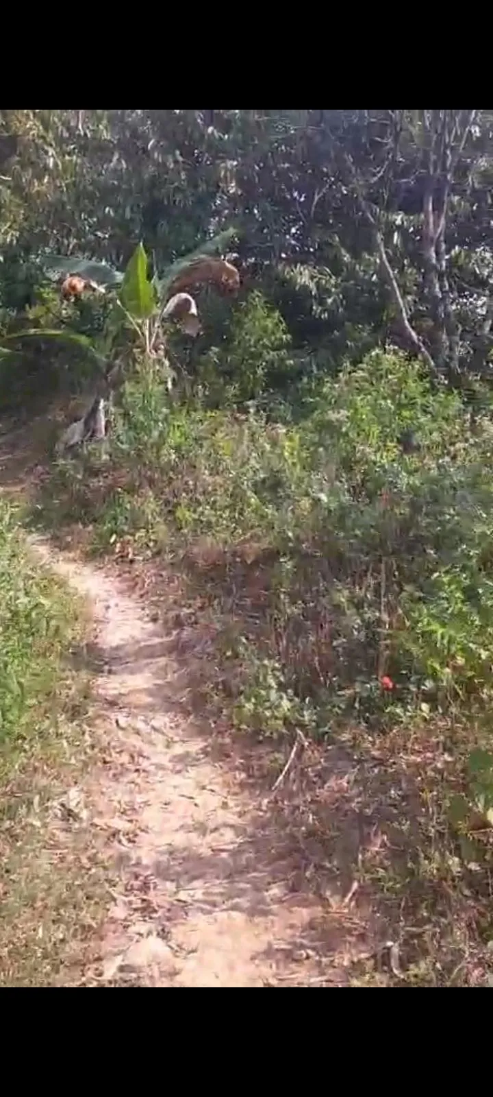 Jual Tanah di MBODAG Kare Madiun Jawa Timur - KARE - ASA INDONESIA 085235111122 - BRIGHTON REAL ESTATE