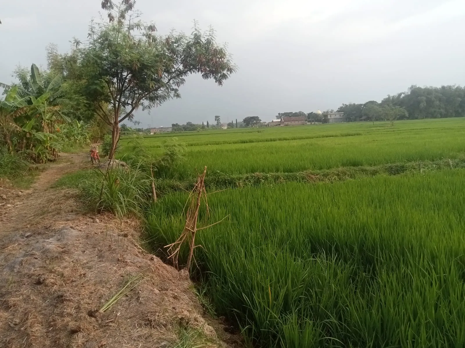 Jual Tanah di SAMPANG AGUNG Kutorejo Mojokerto Jawa Timur - jual tanah - ASA INDONESIA 085235111122 - BRIGHTON REAL ESTATE