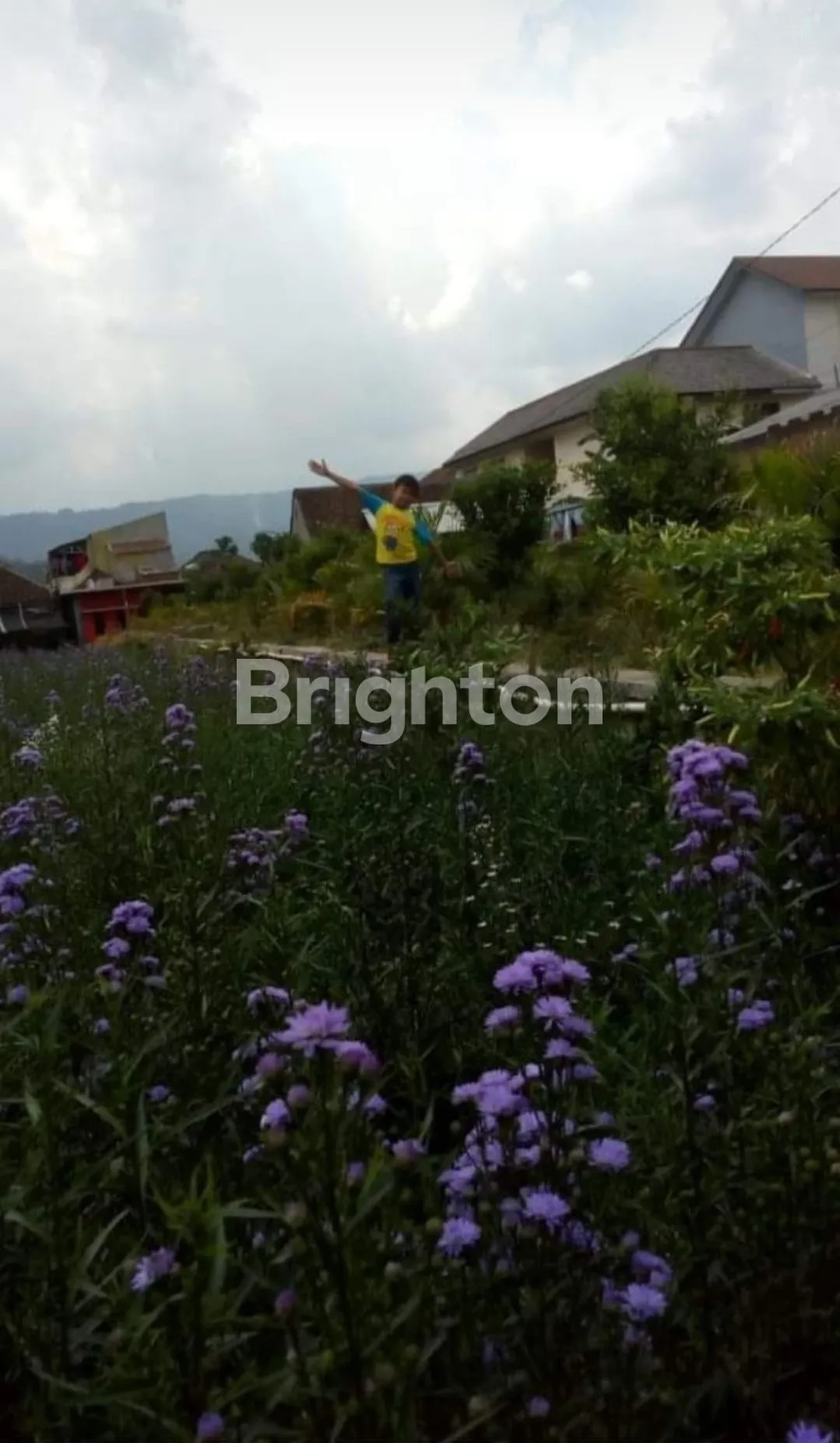 Jual Rumah di TERUSAN CEMARA KIPAS SIDOMULYO Batu Batu Jawa Timur - villa di batu - ASA INDONESIA 085235111122 - BRIGHTON REAL ESTATE